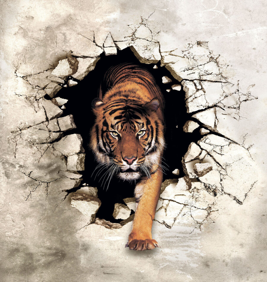 Tigris jön ki egy lyukból a falon Tigris jön ki egy lyukból a falon