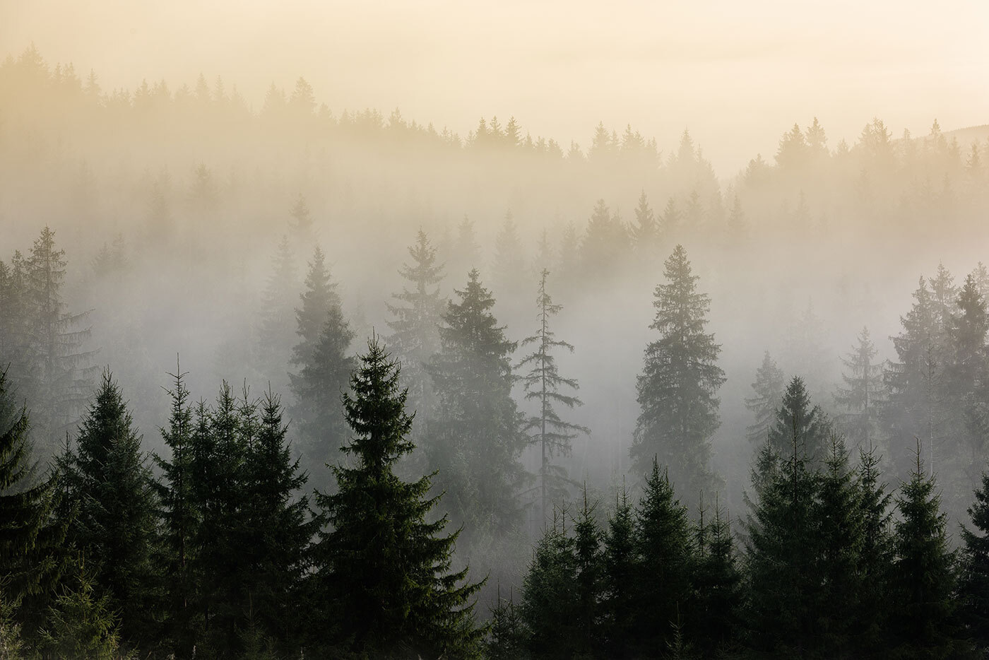 Foggy forest with trees
