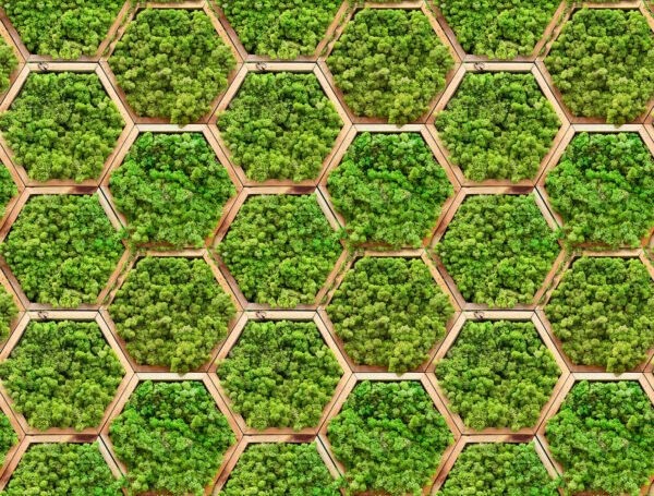 Wall of plants in hexagons Wall of plants in hexagons