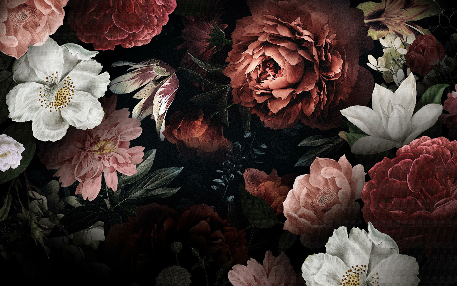 Elegant blooms on a dark backdrop Elegant blooms on a dark backdrop