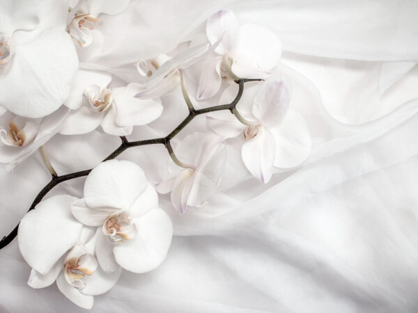 Fehér orchideák fehér szöveten Fehér orchideák fehér szöveten