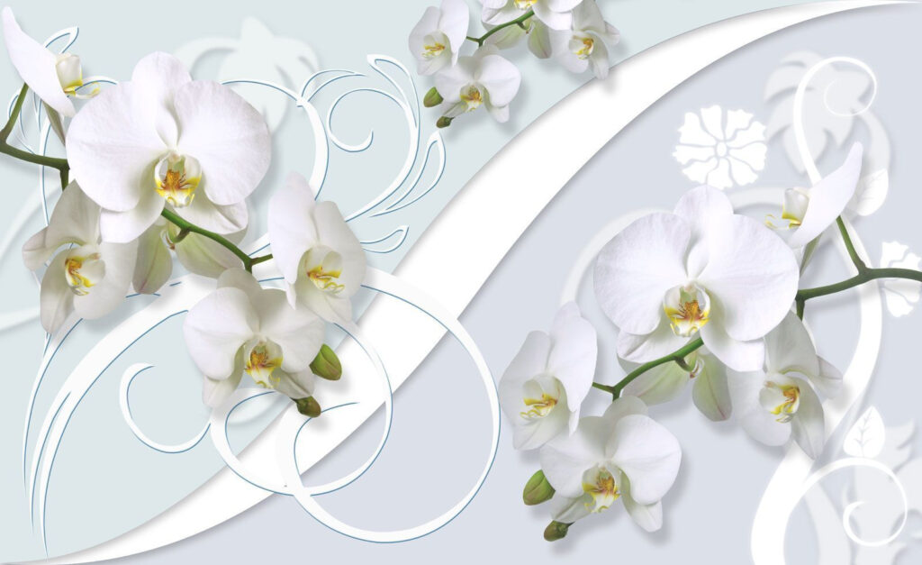 Gyönyörű orchideák lágy háttérrel Gyönyörű orchideák lágy háttérrel