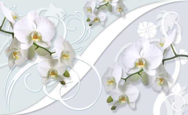 Gyönyörű orchideák lágy háttérrel Gyönyörű orchideák lágy háttérrel