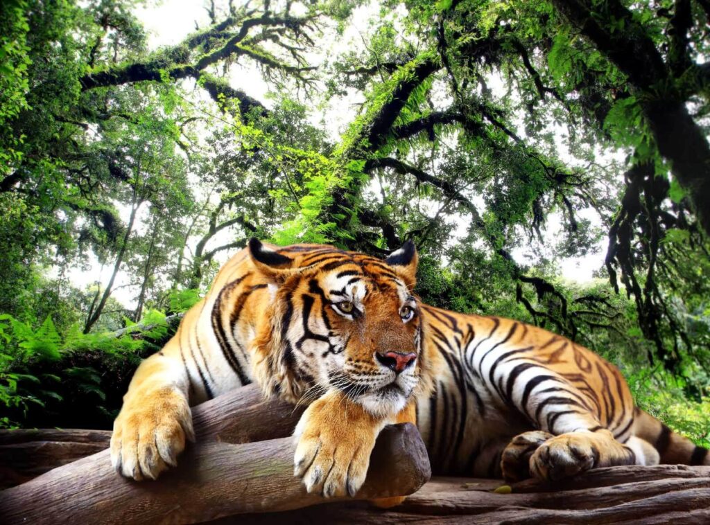 Tigris fekszik egy fatörzsön Tigris fekszik egy fatörzsön