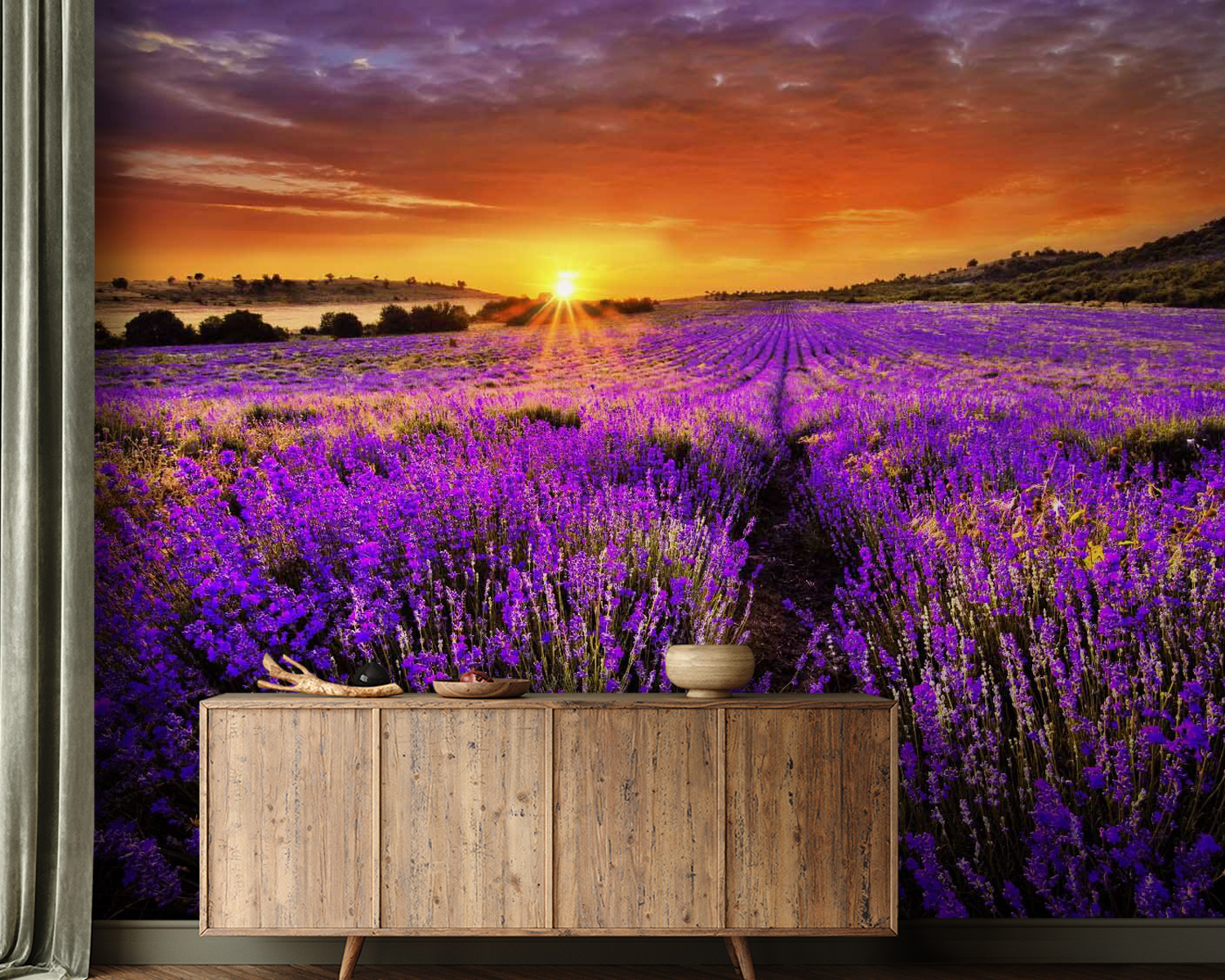 Field of purple flowers