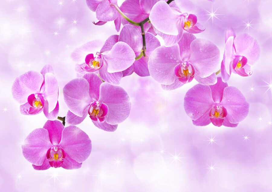 Finom orchideák lágy árnyalatokban