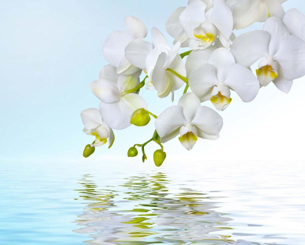 Fehér orchideák a víz felett Fehér orchideák a víz felett