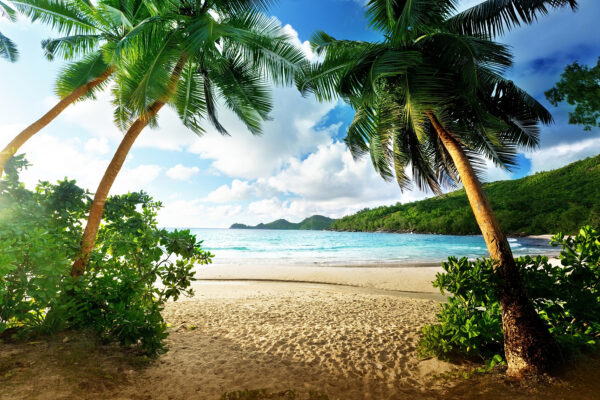 Pálmafás strand kék vízzel Pálmafás strand kék vízzel