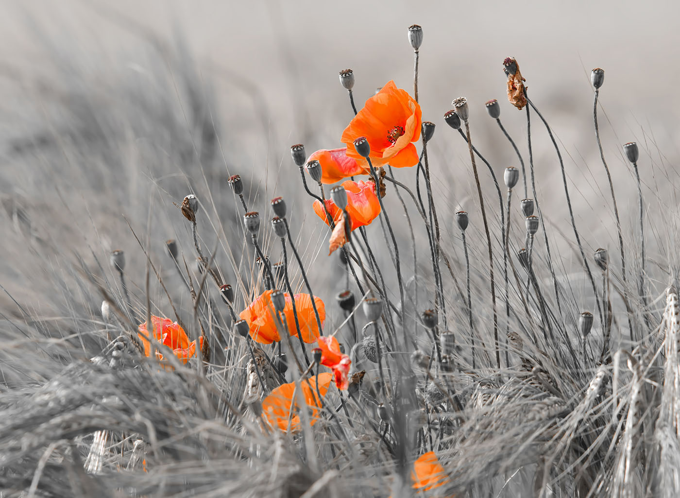 Orange flowers in a field Orange flowers in a field