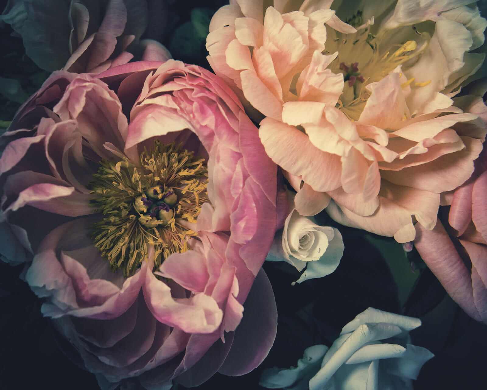 u53297p - Gyönyörű virágzás lágy árnyalatokban - tegory