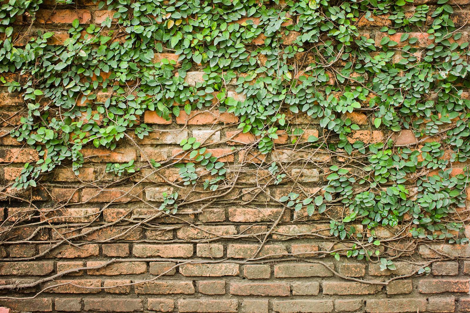 A brick wall with ivy growing on it