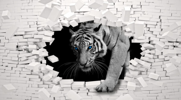 Tiger coming through a hole in a wall Tiger coming through a hole in a wall