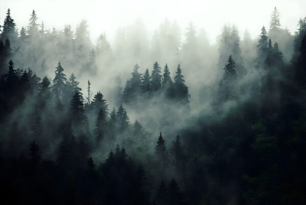 Foggy forest with trees Foggy forest with trees
