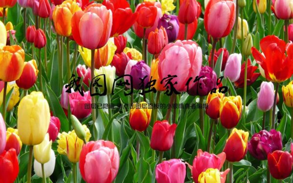 Színes tulipánok csoportja Színes tulipánok csoportja