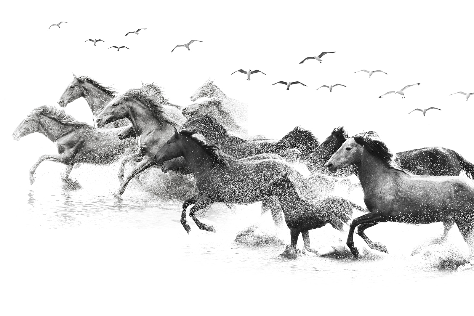 Egy csapat ló fut keresztül a vízen u14413p - Egy csapat ló fut keresztül a vízen - tegory