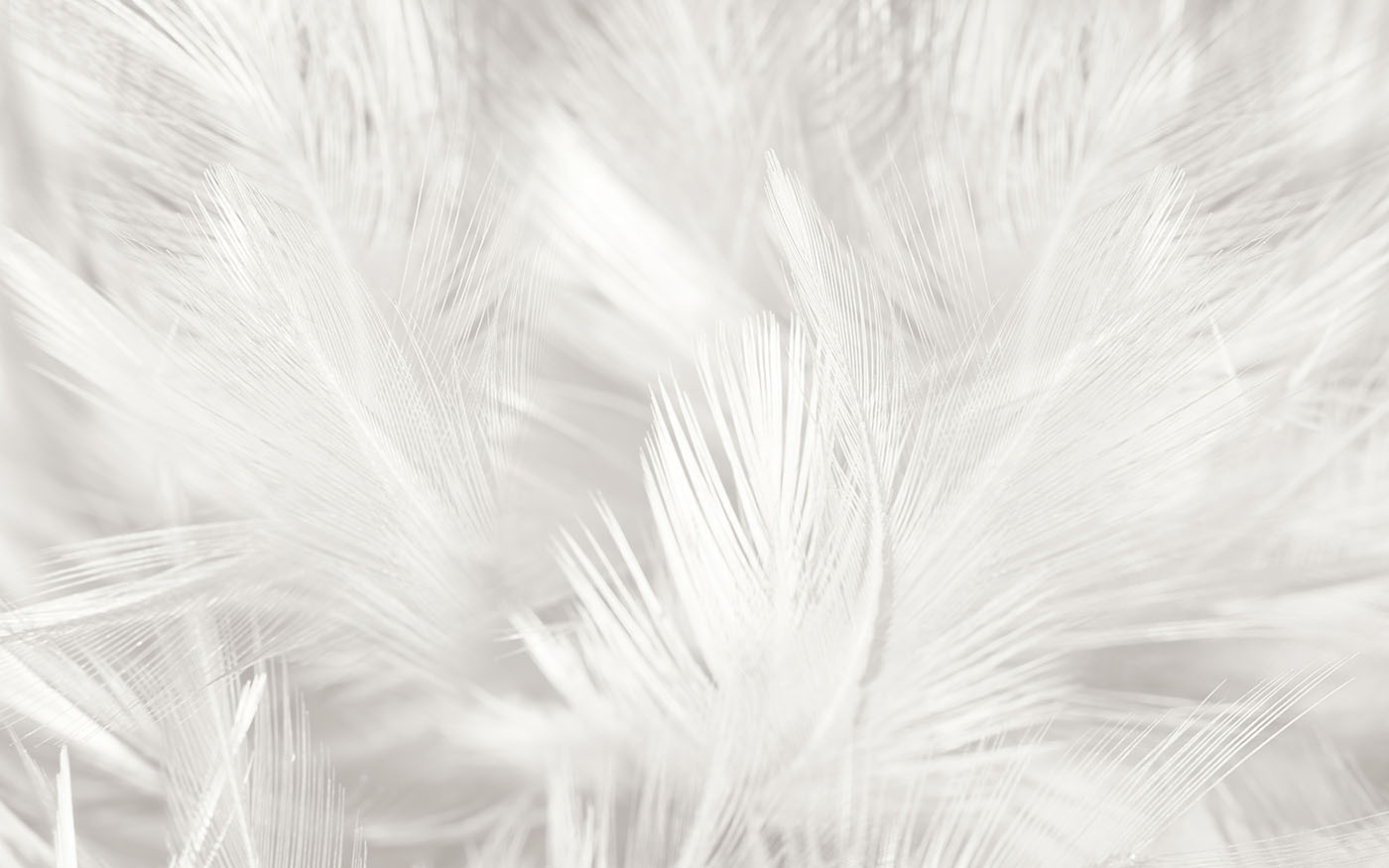 White feathers on a white surface White feathers on a white surface