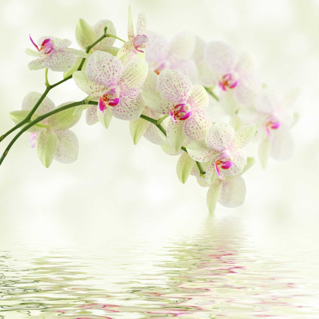 Finom orchideák szelíd víz felett Finom orchideák szelíd víz felett