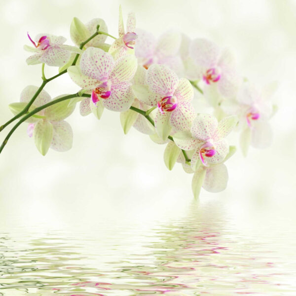 Finom orchideák szelíd víz felett Finom orchideák szelíd víz felett