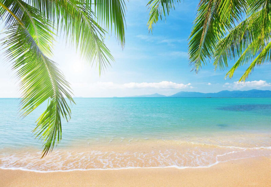 Pálmafás strand kék vízzel