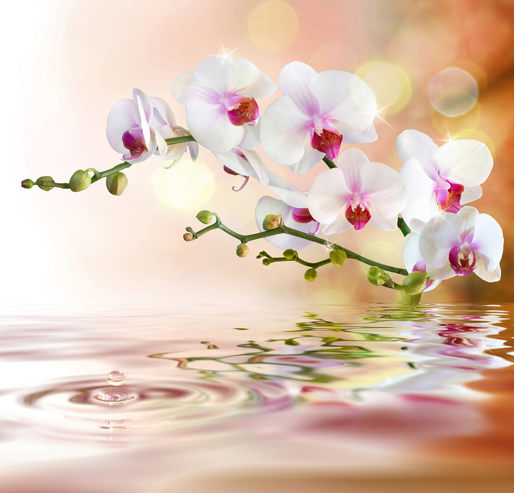 White orchids on a branch with water ripples White orchids on a branch with water ripples