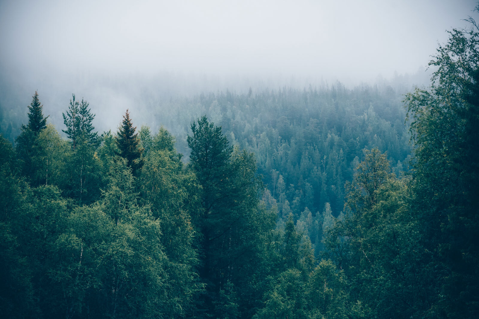 u74236p - Fák erdeje köddel - tegory