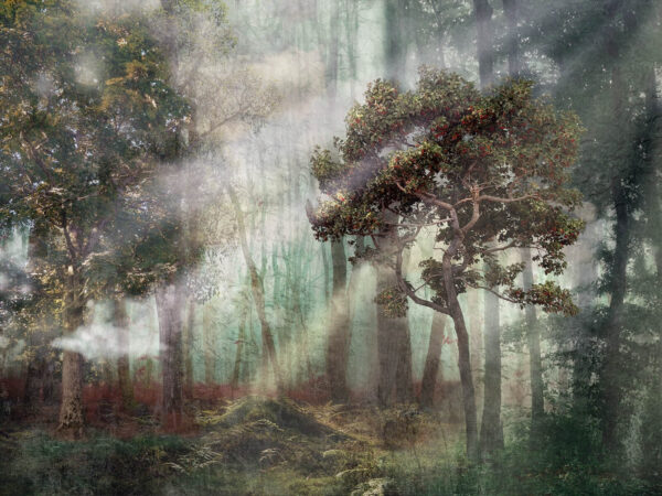 Ködös erdő fákkal és köddel u80281p 600x450 - Ködös erdő fákkal és köddel - tegory