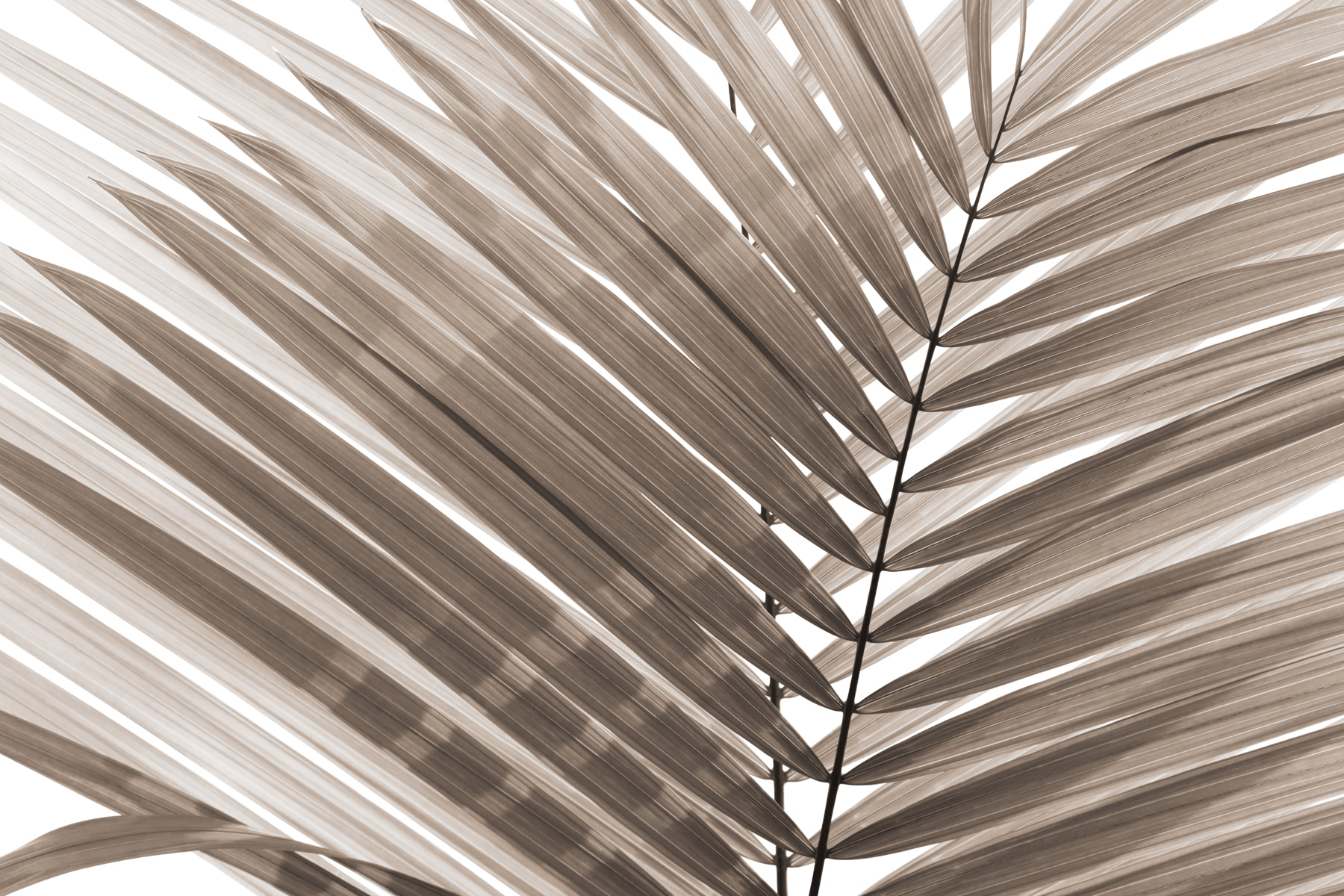 Elegant palm leaves in soft tones Elegant palm leaves in soft tones