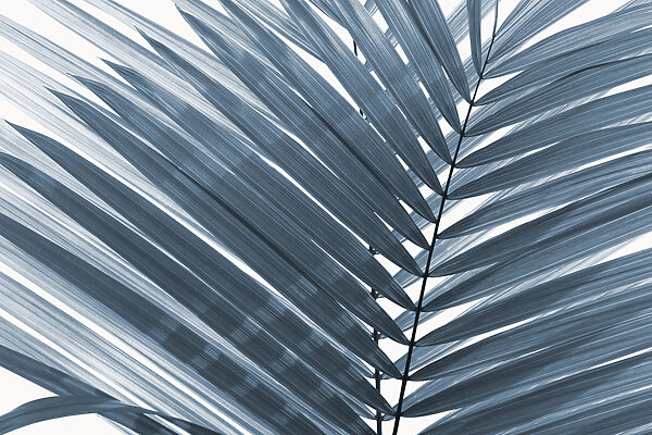 Elegant leaves in soft monochrome tones