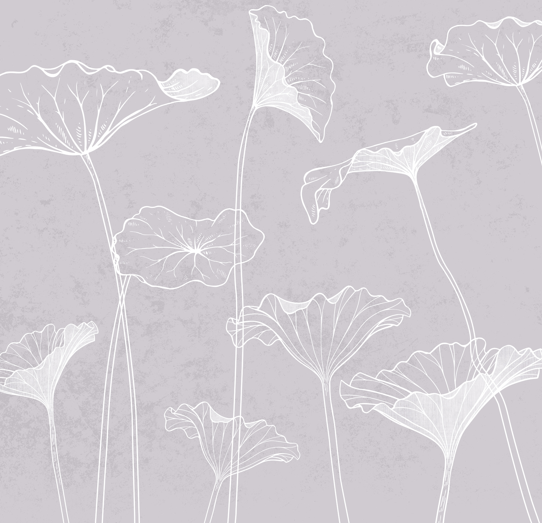 A white flowers on a gray background