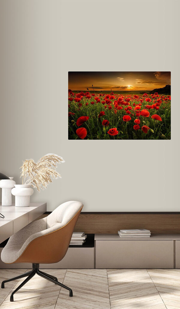 A field of red flowers A field of red flowers