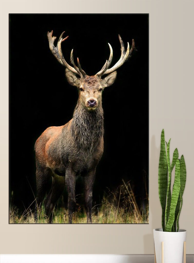 A deer with antlers standing in the dark A deer with antlers standing in the dark