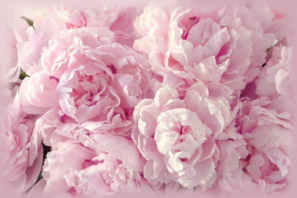 A group of pink flowers