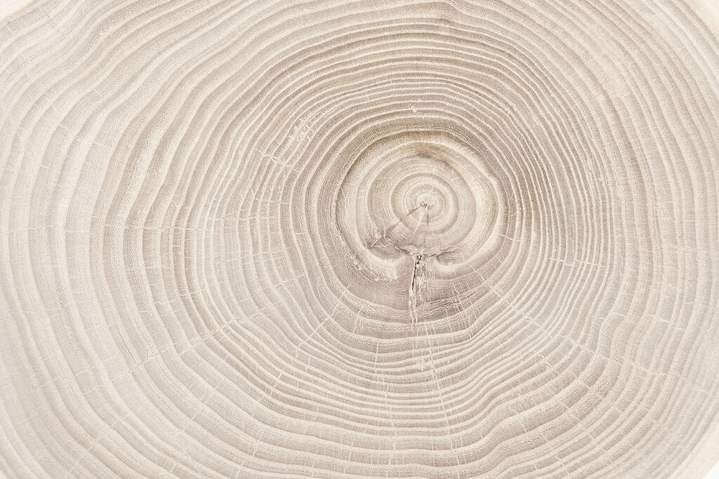 A close up of a tree trunk