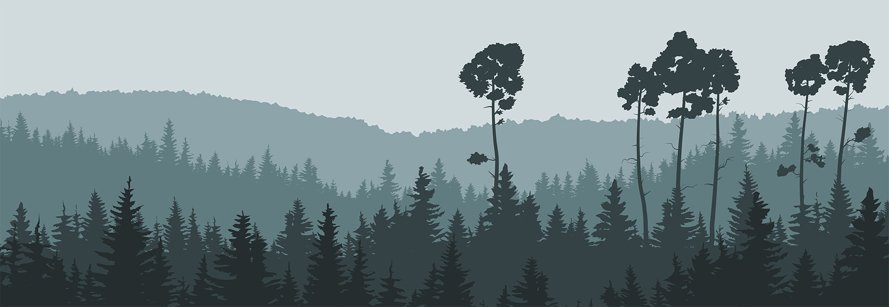 A tree in a forest