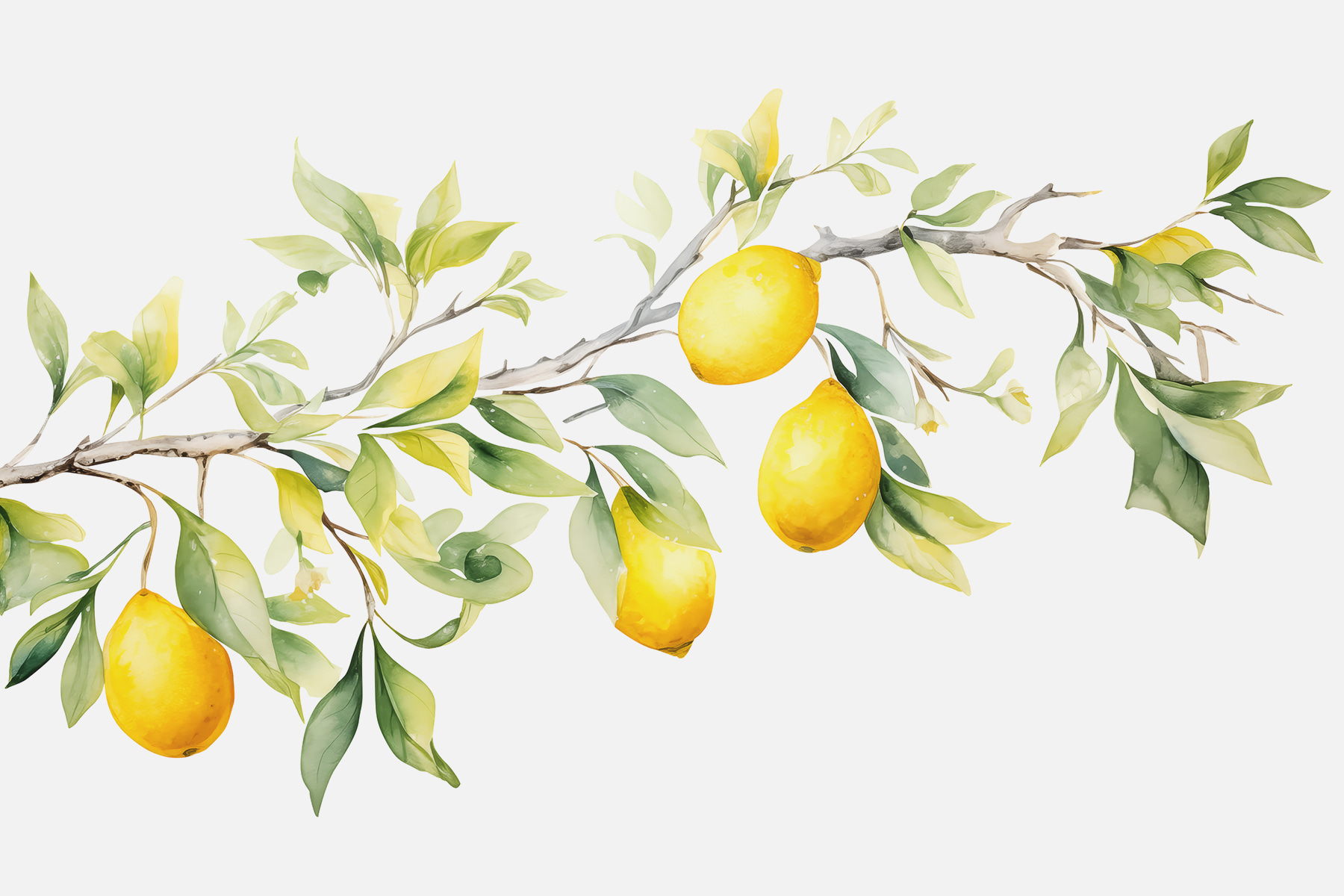 Branch of lemon tree with yellow fruits Branch of lemon tree with yellow fruits