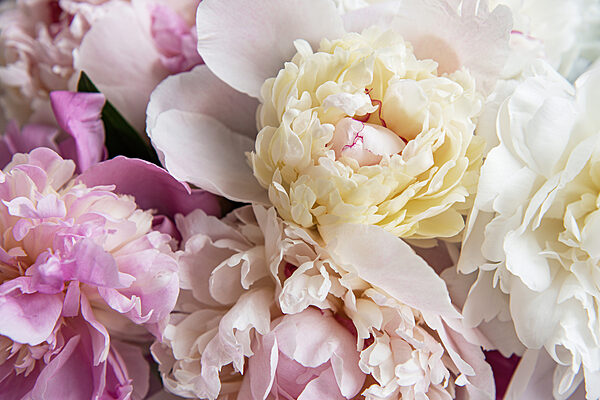 Delicate blooms in soft pastel shades Delicate blooms in soft pastel shades