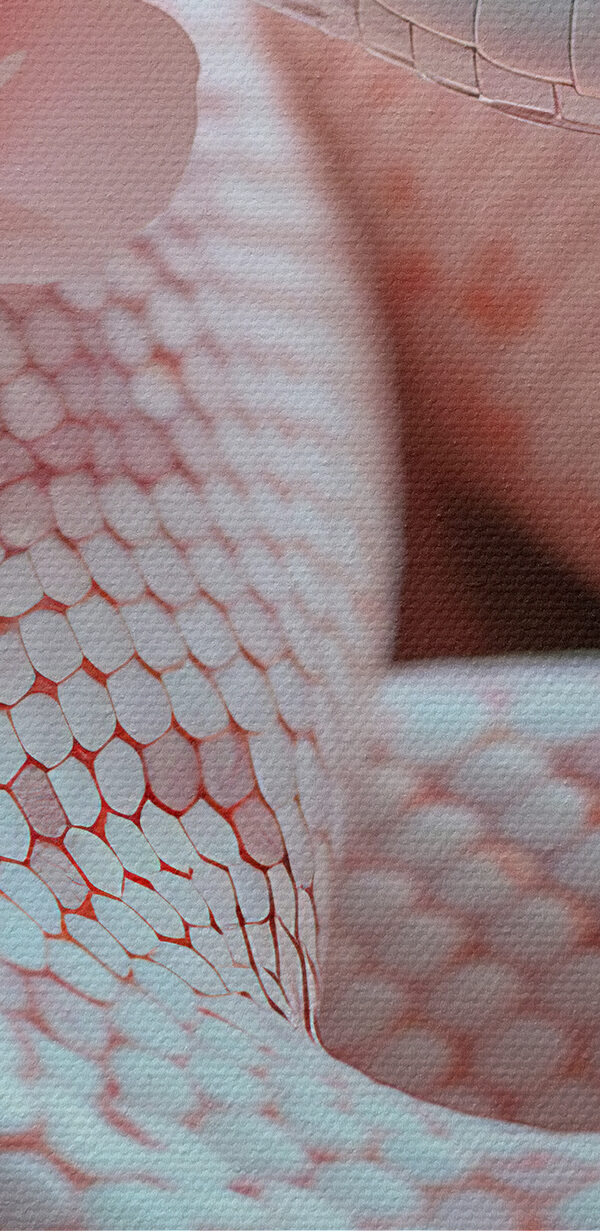 Fehér kígyó rózsaszín virágokban Fehér kígyó rózsaszín virágokban