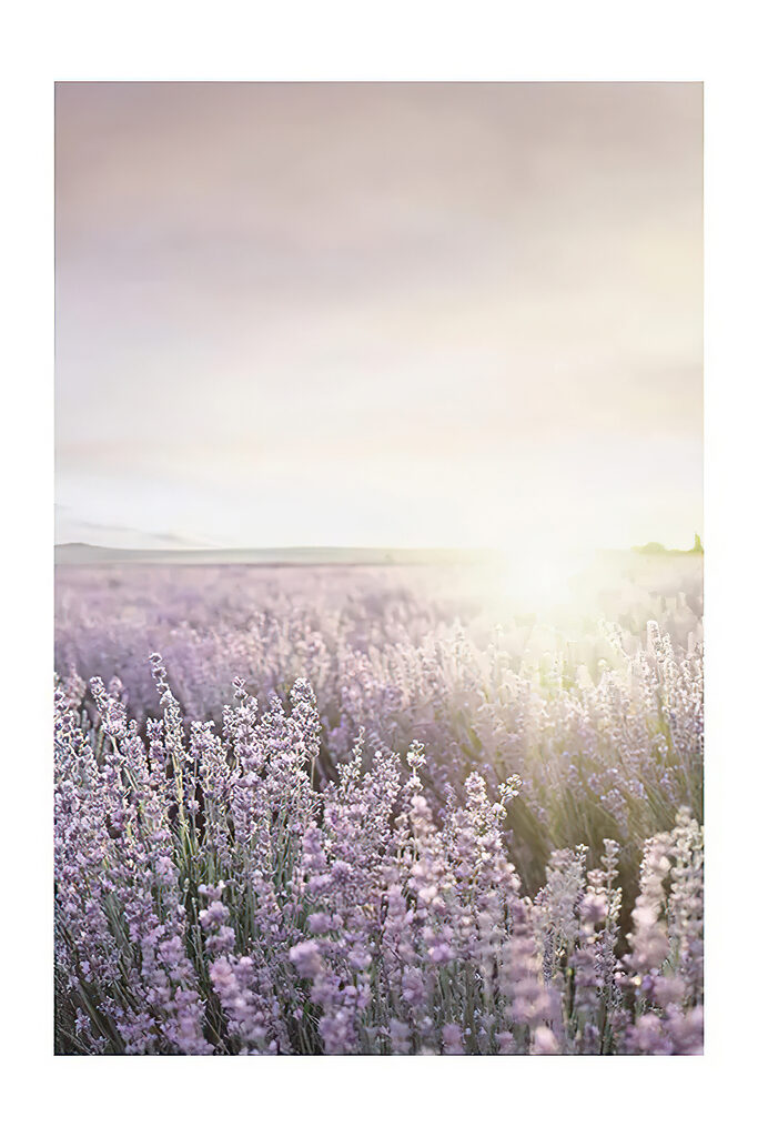 Lavender fields under a soft sunrise Lavender fields under a soft sunrise