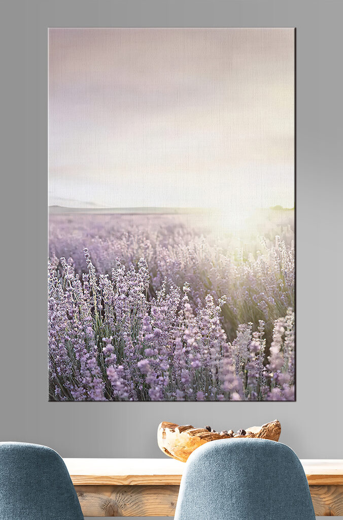 Lavender fields under a soft sunrise Lavender fields under a soft sunrise