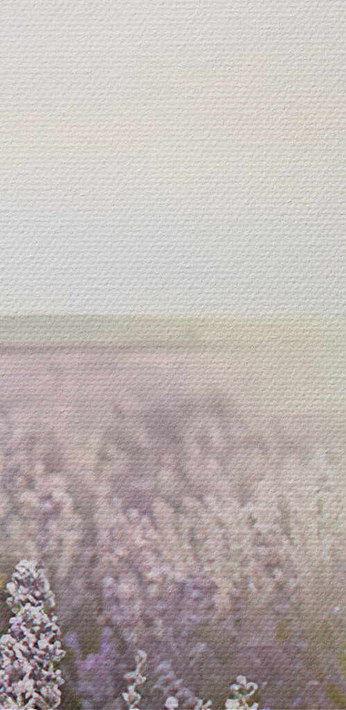 Lavender fields under a soft sunrise Lavender fields under a soft sunrise