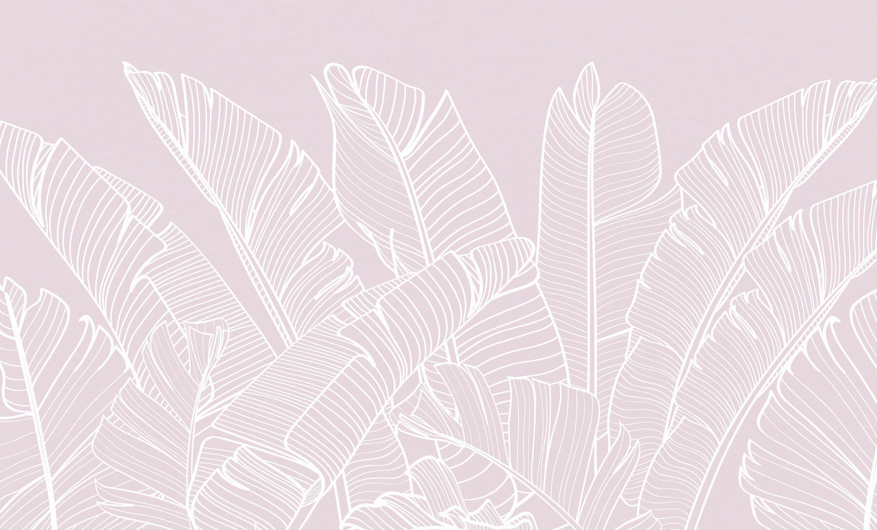 Close up of leaves Close up of leaves