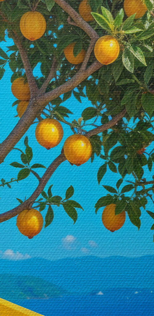 Tree with fruit on it