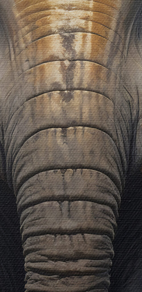 An elephant with large ears An elephant with large ears