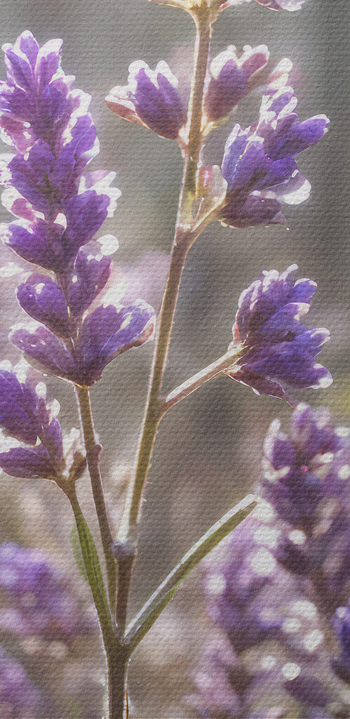 Close up of purple flowers
