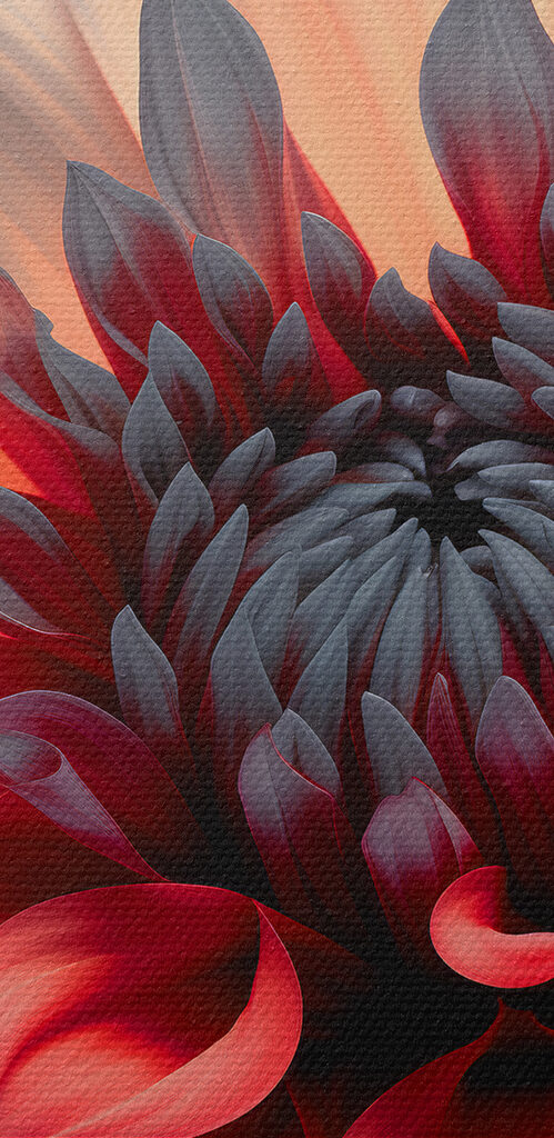 Vibrant petals in artistic display Vibrant petals in artistic display