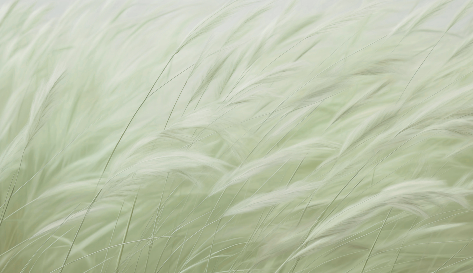 Close up of a plant