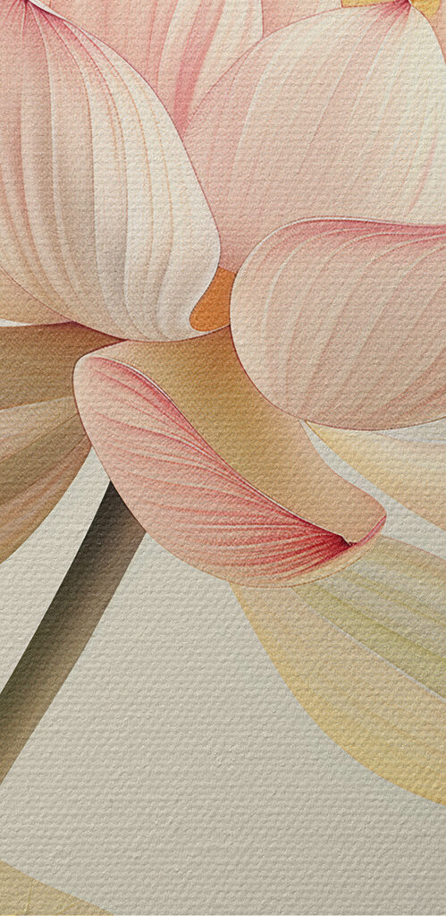 Gentle beauty of a blooming lotus Gentle beauty of a blooming lotus