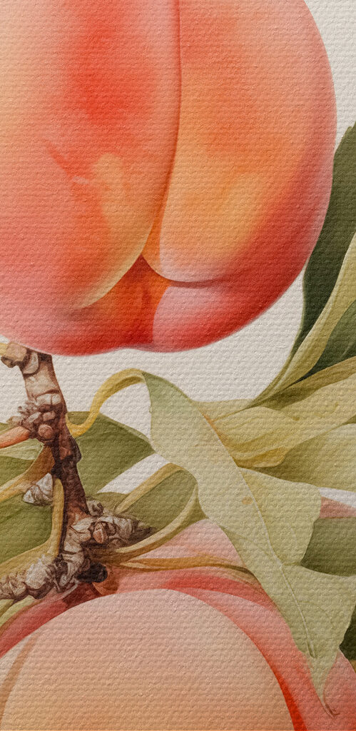 Branch of peaches with leaves Branch of peaches with leaves
