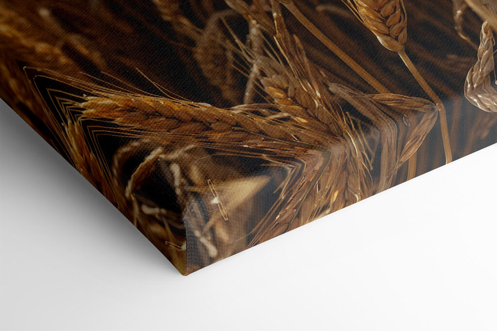 Field of wheat with the sun shining in the background