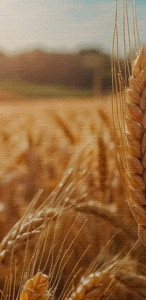 Búzamező, a háttérben a nap ragyogásával Búzamező, a háttérben a nap ragyogásával